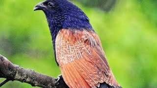 番鵑 Lesser Coucal  Taiwan 11052016 [upl. by Naenej]