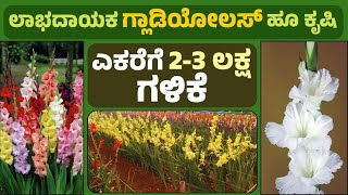 ಗ್ಲಾಡಿಯೋಲಸ್ ಹೂ ಬೆಳೆಯೋದು ಹೇಗೆ   How to Grow Gladiolus   Gladiolus Flower Farming is Profitable [upl. by Holladay4]