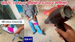 ਲਓ ਜੀ ਅੱਜ 910 new baby pigeons ਦੇ ਰੰਗ ਲਾਇਆਂ🕊️🎨 1314 ਬੱਚੇ ਉੱਡਾਏ 56 friends ਮਿਲਣ ਆਏ😅 [upl. by Carry]