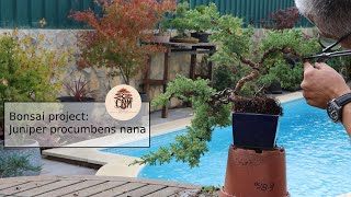 Bonsai project Juniper procumbens nana cascade [upl. by Avrenim]