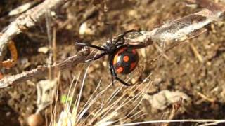 Latrodectus Tredecimguttatus 1 Latium  Italy  Tarantismo [upl. by Eiruam]