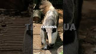 The Anteater animals wildlife [upl. by Esiouqrut522]