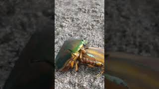 giant green June bugs mating 😲🤔🧐 [upl. by Keeley965]