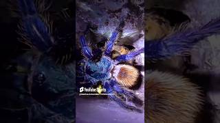 ❤️💛💯🕷🕸STUNNING BLUE TARANTULAS🕸🕷💯💛❤️ tarantula nature beauty wildlife [upl. by Fachanan299]