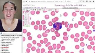 Blood 6 Eosinophils [upl. by Yanaton]