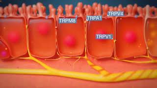 Understanding the Cough Reflex in 3D Animation [upl. by Acirat]