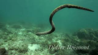 horned sea snake Perons sea snake  Hydrophis peronii [upl. by Bryon]