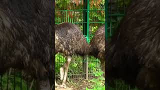 Unveiling the Ostrich Fascinating Facts About the Worlds Largest Bird [upl. by Feil417]