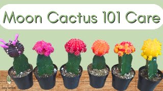 How to Care for a Moon Cactus  Gymnocalycium mihanovichii 101 [upl. by Weston]