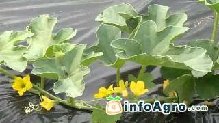 Melon Growing How to plant grow and harvest  12 [upl. by Somar17]