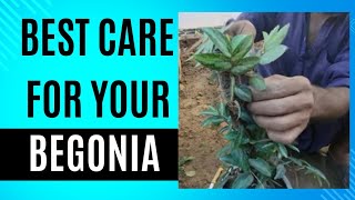 Begonia plant care Propagate Begonia Cuttings [upl. by Nanahs383]