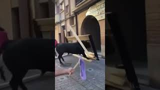 Un TORO DESTROZA un BURLADERO en fiestas de PERALTA shorts navarra toro toros [upl. by Drazze735]