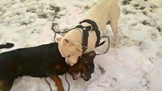 Rottweiler VS Dogo Argentino [upl. by Masry882]