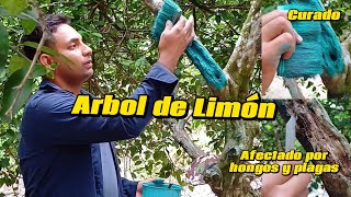 Como evitar daños en citricos agricultura limon viralyoutube [upl. by Eedia]