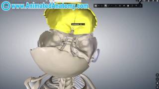 Skull Anatomy  Inside And Inferior Head Anatomy 3 [upl. by Bremer]