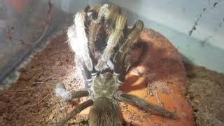 Aphonopelma iodus Tarantula Successful Mating Attempt [upl. by Devinna]