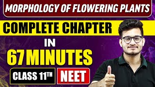 MORPHOLOGY OF FLOWERING PLANTS IN 67 Minutes  Full Chapter Revision  Class 11 NEET [upl. by Nylaehs]