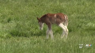 Warm Springs Ranch in Missouri welcomes new Budweiser Clydesdale foal [upl. by Kidd936]