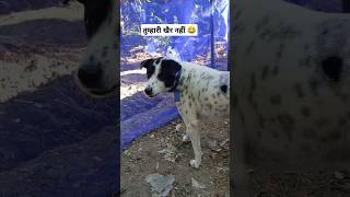 comedy funny entertainment youtubeshort viralvideo animals dog sanjaycomedy comedyshorts [upl. by Rimhsak]