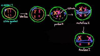 MEIOSIS  Biología Desde Cero [upl. by Neelyaj]