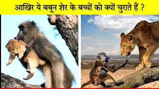 Why Baboons Steal Lions cub 😲 shorts facts greatfacts [upl. by Ker]