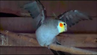 Male Cockatiel Mating Call [upl. by Trawets]