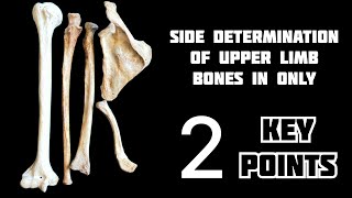 Side determination of Upper Limb Bones in only 2 point human anatomy Foziya Vohra amp Mukta Nivedita [upl. by Schaefer142]