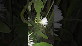 ব্রহ্মকমল। Night Queen nightflower nightqueen flowers whiteflower [upl. by Notsae115]