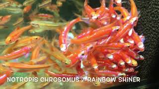 Notropis chrosomus  Rainbow Shiner [upl. by Fechter236]