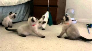 Squeezable Siamese kittens 6 weeks [upl. by Amzu724]