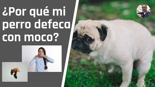 ¿POR QUÉ MI PERRO DEFECA CON MUCOSIDAD [upl. by Anival]