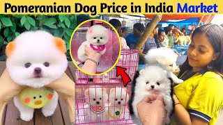 Pomeranian Dog Price In Indian Market  Teacup Dog Price  Pomeranian puppies price  Cute Pom Dog [upl. by Sirehc959]