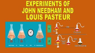 Experiments of Needham and Pasteur BIOLOGY IX X Education At Once [upl. by Jeu]