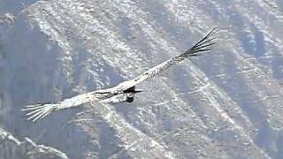 Peru  Giant Condors taking off and landing at Colca Canyonbest film Cruz del Condor [upl. by Arbua]