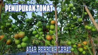 Cara pemupukan tomat agar berbuah lebat [upl. by Neva]