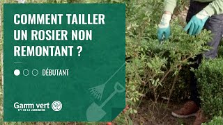 TUTO Comment tailler un rosier non remontant  – Jardinerie Gamm vert [upl. by Mur148]