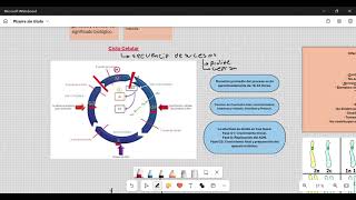 Embriología  Ciclo Celular [upl. by Wyne]