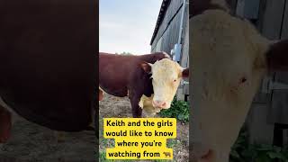 Cows living the best life cow farming shorts farmlife 🐂🐄farming countrylife followviral [upl. by Norbel816]