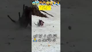 Sad🙏 viral donkey Short Shortsfeed viral video youtubeshorts shorts viral trending shortvideos 🤕 [upl. by Aroel]