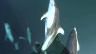 Bow Riding Dolphins [upl. by Mila]