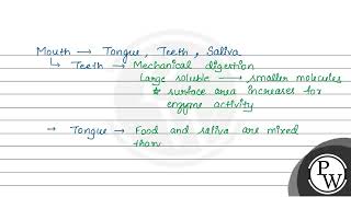 Only two of the following statements accurately describe what happens in the mouth I Amylase b [upl. by Iztim]