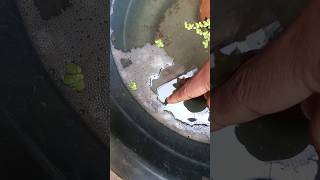 Betta fish breeding part2 ytshorts bettafish shorts [upl. by Irat]