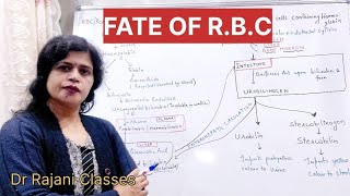 Fate of red blood corpuscle RBC in hindi l Fate of haemoglobin l Blood Physiology l [upl. by Iatnohs]