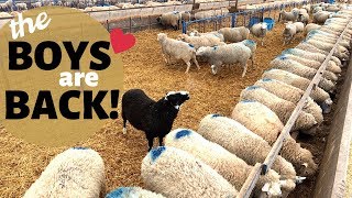 How We Breed Our Sheep InSeason NATURALLY Vlog 177 [upl. by Aened]