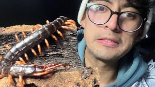 Scolopendra gigante [upl. by Yoshi]