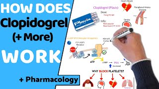 How Does Clopidogrel Antiplatelets Work  Pharmacology [upl. by Leumek956]