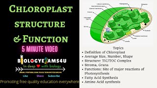 Chloroplast Definition Structure and Function 5 Minutes BiologyExams4u [upl. by Gitel611]