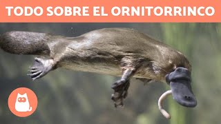 EL ORNITORRINCO 👀 ¡Conoce a este CURIOSO ANIMAL [upl. by Arleta]