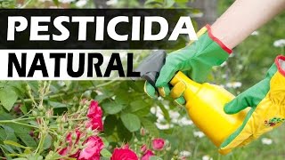 Pesticida para jardín casero [upl. by Koziel145]