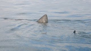 Top 5 Avvistamenti Squali in ITALIA  Top 5 Shark Sightings in ITALY [upl. by Aisined]